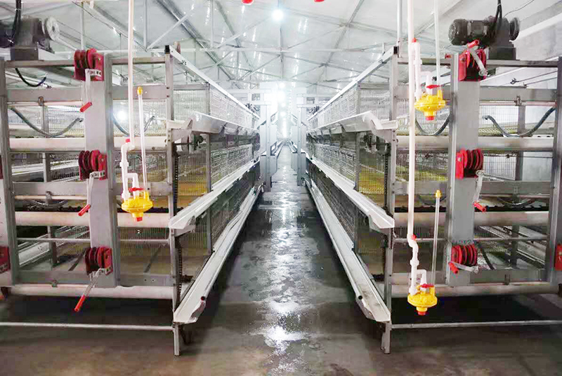 肉鸡行情，，，，，，及养殖肉鸡装备