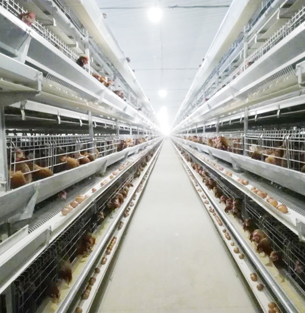 九游老哥必备的交流社区畜牧全自动养鸡装备厂家剖析饲料霉变怎么办