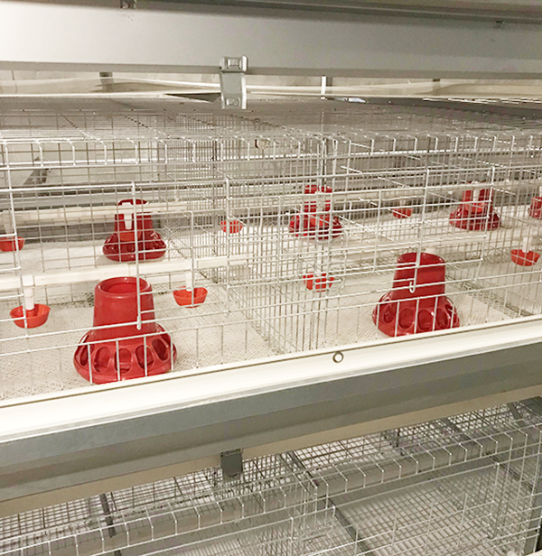 肉鸡装备厂家九游老哥必备的交流社区畜牧浅析肉鸡饲养场消毒要领