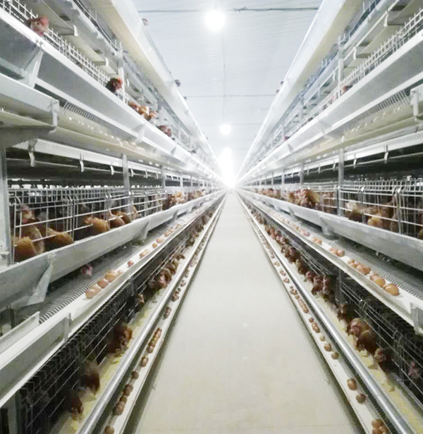 全自动养鸡装备蛋鸡效益大揭秘：商品料与自配料，，究竟哪个好？？